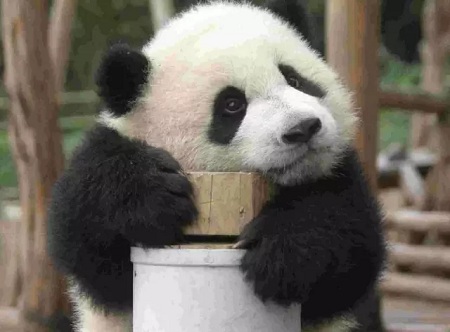 启德，大熊猫