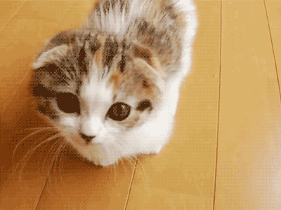 400_300gif 动态图 动图