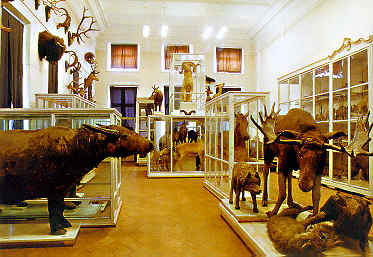 大学动物博物馆